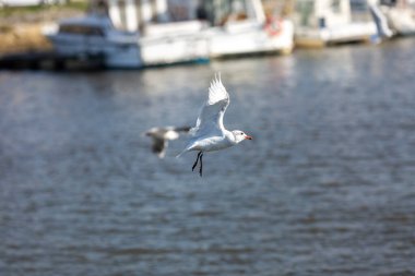 Martı yaz günü gökyüzünde uçuyor. Martı bulutların arasında uçuyor.