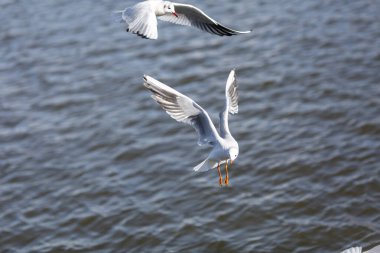 Martı yaz günü gökyüzünde uçuyor. Martı bulutların arasında uçuyor.