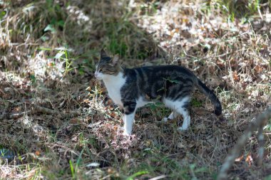 Gri bir kaplan kedi ormanda yürüyor ve bir meşe ağacının dallarına tırmanıyor.