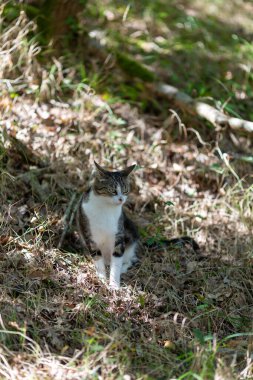 Gri bir kaplan kedi ormanda yürüyor ve bir meşe ağacının dallarına tırmanıyor.