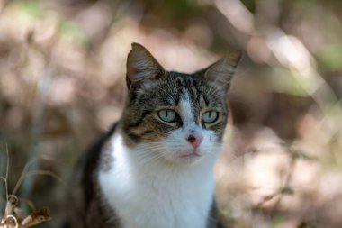 Gri bir kaplan kedi ormanda yürüyor ve bir meşe ağacının dallarına tırmanıyor.