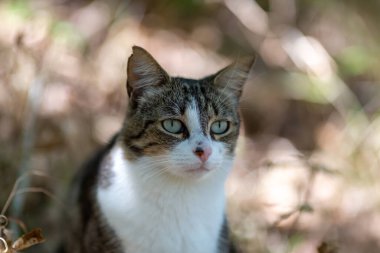 Gri bir kaplan kedi ormanda yürüyor ve bir meşe ağacının dallarına tırmanıyor.