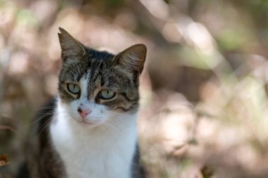 Gri bir kaplan kedi ormanda yürüyor ve bir meşe ağacının dallarına tırmanıyor.