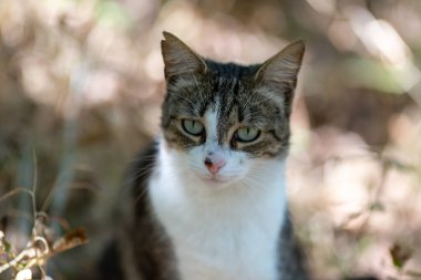 Gri bir kaplan kedi ormanda yürüyor ve bir meşe ağacının dallarına tırmanıyor.