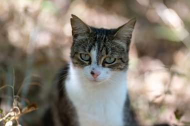 Gri bir kaplan kedi ormanda yürüyor ve bir meşe ağacının dallarına tırmanıyor.