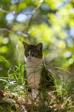 Gri bir kaplan kedi ormanda yürüyor ve bir meşe ağacının dallarına tırmanıyor.