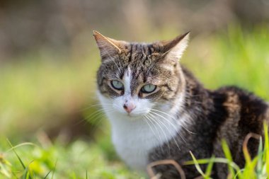 Gri bir kaplan kedi ormanda yürüyor.