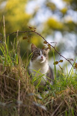 Gri bir kaplan kedi ormanda yürüyor.