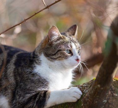 Gri bir kaplan kedi ormanda yürüyor.
