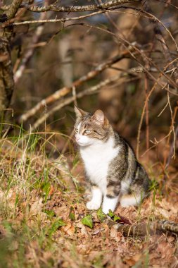 Gri bir kaplan kedi ormanda yürüyor.