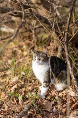 Gri bir kaplan kedi ormanda yürüyor.
