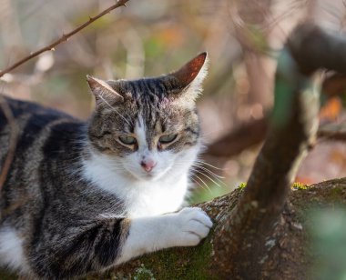 Gri bir kaplan kedi ormanda yürüyor.