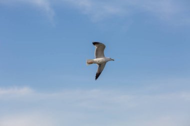 Mavi gökyüzünde uçan martı