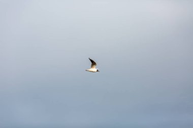 Mavi gökyüzünde uçan martı