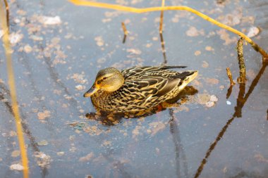 Bir sonbahar gününde nehirde yürüyen ördek.