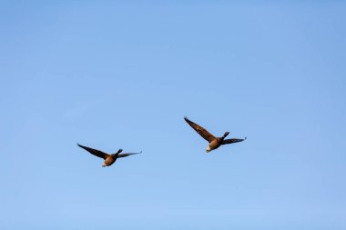 Kışın doğal bir parkta uçan kaz sürüsü.