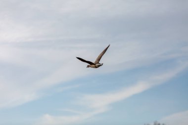 Kışın doğal bir parkta uçan kaz sürüsü.