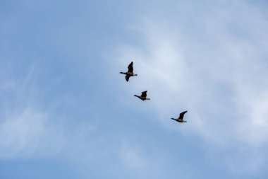 Kışın doğal bir parkta uçan kaz sürüsü.