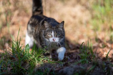 Gri bir kaplan kedi ormanda yürüyor ve bir meşe ağacının dallarına tırmanıyor.