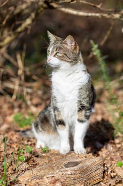 Gri bir kaplan kedi ormanda yürüyor ve bir meşe ağacının dallarına tırmanıyor.