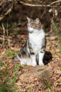 Gri bir kaplan kedi ormanda yürüyor ve bir meşe ağacının dallarına tırmanıyor.