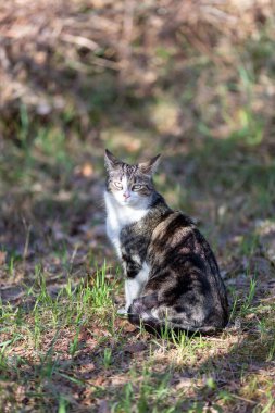 Gri bir kaplan kedi ormanda yürüyor ve bir meşe ağacının dallarına tırmanıyor.