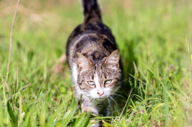 Gri bir kaplan kedi ormanda yürüyor ve bir meşe ağacının dallarına tırmanıyor.