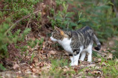 Gri bir kaplan kedi ormanda yürüyor ve bir meşe ağacının dallarına tırmanıyor.