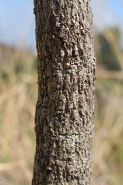 Upright tree trunks in the field during the day