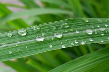 Close-up water drops on lemongrass in the morning. Fresh lemongrass (Cymbopogon citratus)