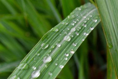 Close-up water drops on lemongrass in the morning. Fresh lemongrass (Cymbopogon citratus)