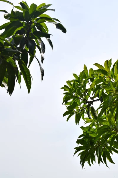 mango tree with low angle with sky background