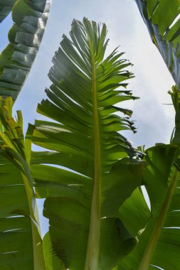 tropical banana palm leaf, low angle view, sunlight from behind, on blue sky background