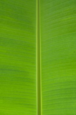 muz yaprakları yakın çekim