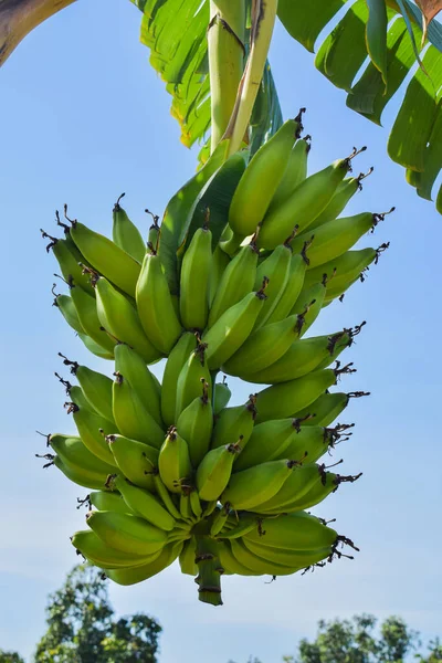 Bunch of green Banana Fruit from Banana Tree on blue sky background
