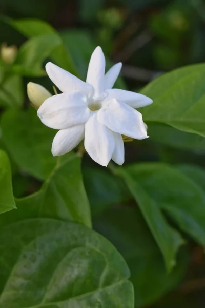 Jasmine flower in the home garden
