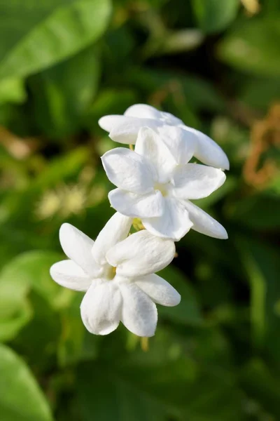 Jasmine flower in the home garden