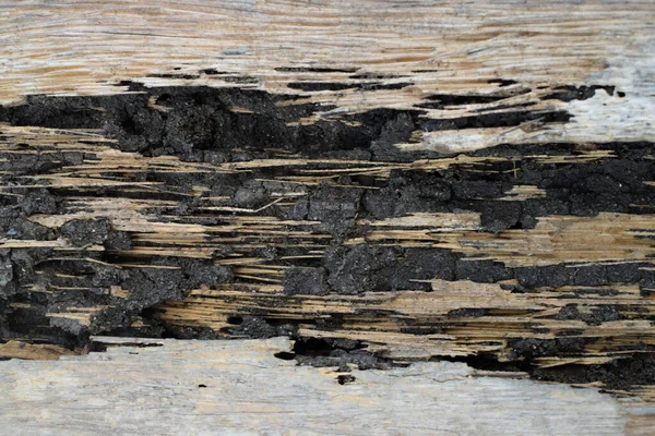 Rotten wood eaten by termites