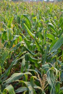 Fresh green sprouts of maize on the field. Growing young green corn seedling sprouts in agricultural farm field.