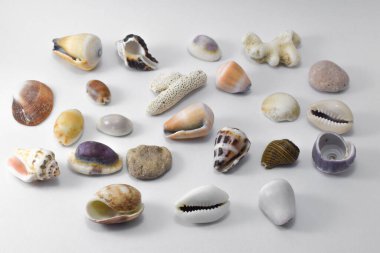 Seashells isolated on white background. Top view