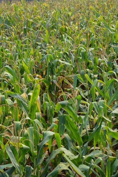 Fresh green sprouts of maize on the field. Growing young green corn seedling sprouts in agricultural farm field.