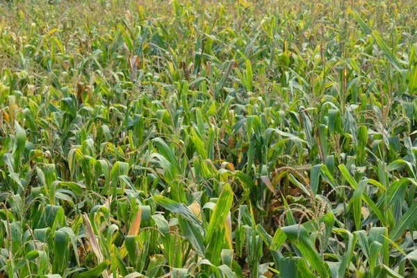 Fresh green sprouts of maize on the field. Growing young green corn seedling sprouts in agricultural farm field.