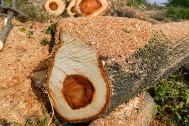 Large cut tree on the ground in the forest