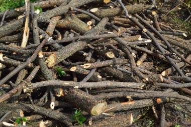 Pile of tree branches as a background texture.