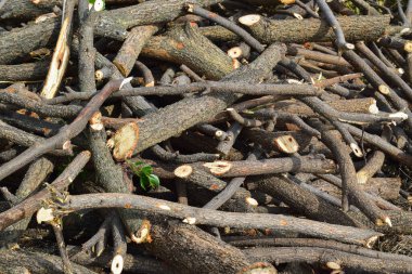Pile of tree branches as a background texture.