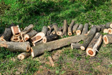 Various size cut tree trunks. Cut down tree