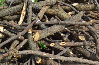 Pile of tree branches as a background texture.