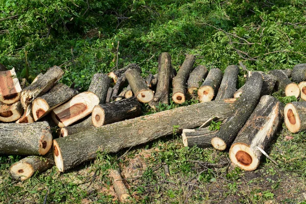 Various size cut tree trunks. Cut down tree