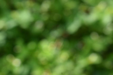 defocused bokeh background of green leaves on a sunny day, background, clear sky