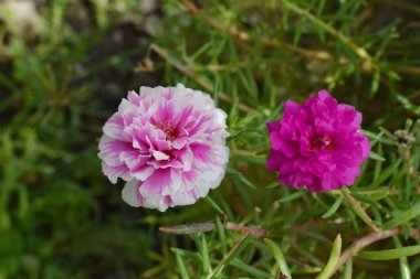 closeup of beautiful Portulaca grandiflora flowers growing in a garden